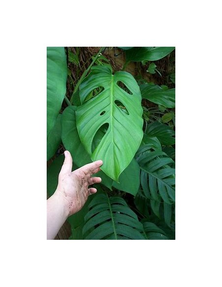 1 Large Monstera lecheriana plant - Internet Nursery