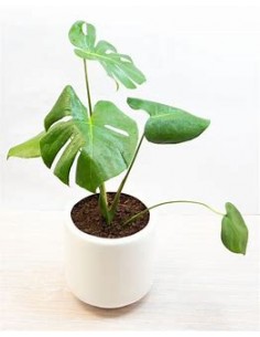 1 Planta de Monstera...