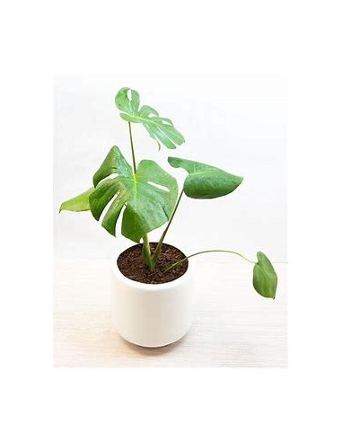 1 Monstera deliciosa small plant - Online Nursery