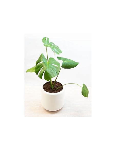 1 Monstera deliciosa small plant - Online Nursery