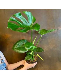 1 Planta de Monstera... 2