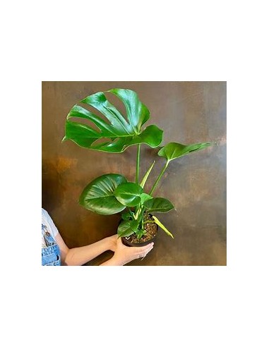1 Planta de Monstera deliciosa chica- Vivero...