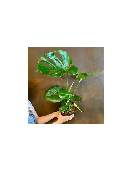 1 Monstera deliciosa small plant - Online Nursery