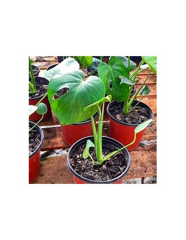 1 Planta de Monstera deliciosa chica- Vivero...