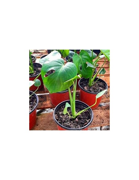 1 Planta de Monstera deliciosa chica- Vivero por Internet