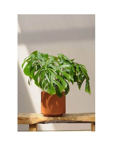 1 Planta de Monstera deliciosa chica- Vivero...