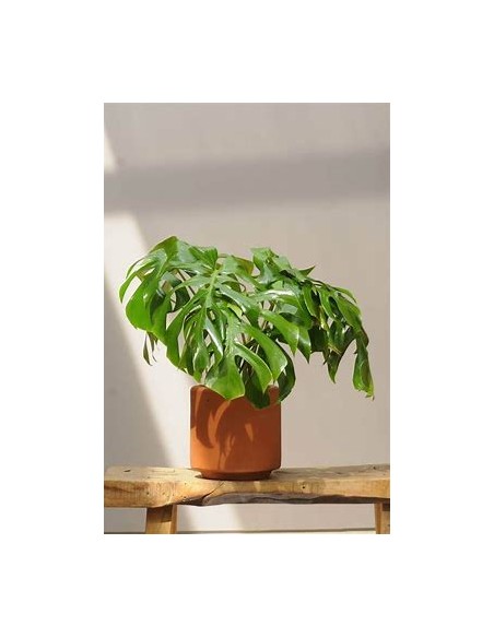 1 Monstera deliciosa small plant - Online Nursery