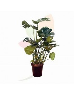 1 Large Monstera deliciosa...