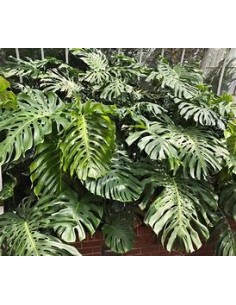 1 Planta de Monstera... 2