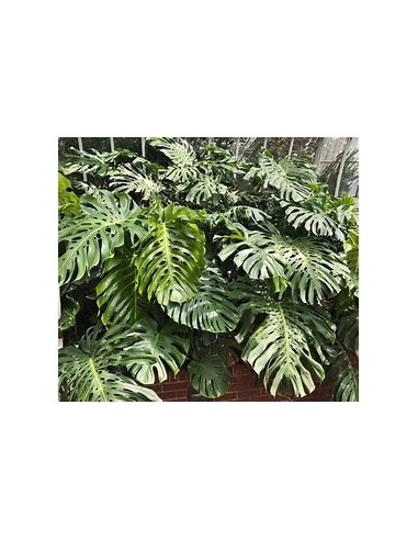 1 Planta de Monstera deliciosa grande- Vivero...