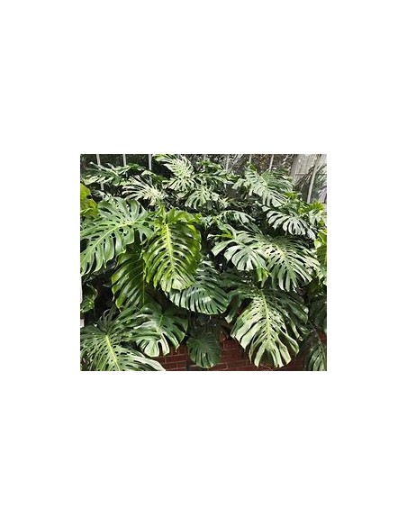 1 Large Monstera deliciosa plant- Online Nursery