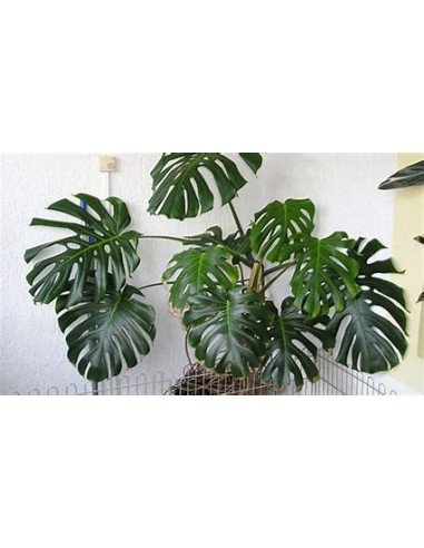 1 Planta de Monstera deliciosa grande- Vivero...
