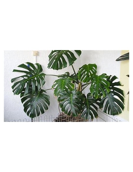 1 Planta de Monstera deliciosa grande- Vivero por Internet