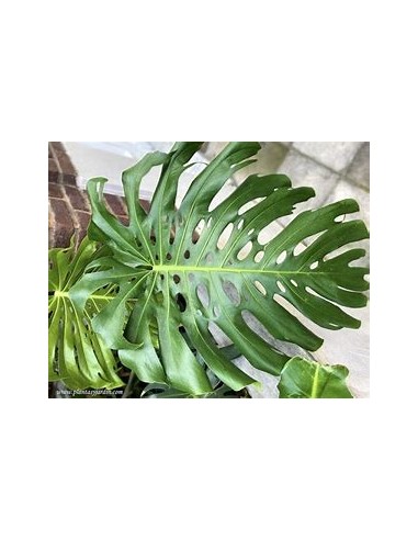 1 Planta de Monstera deliciosa grande- Vivero...