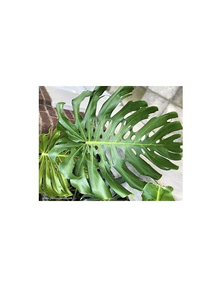 1 Planta de Monstera deliciosa grande- Vivero por Internet