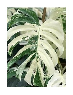 1 Monstera deliciosa...