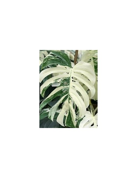 1 Planta de Monstera deliciosa variegata ''Albo marginata ''- Vivero por Internet