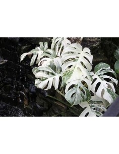 1 Planta de Monstera... 2