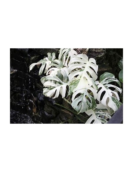 1 Monstera deliciosa variegata ''Albo marginata ''- Internet Nursery