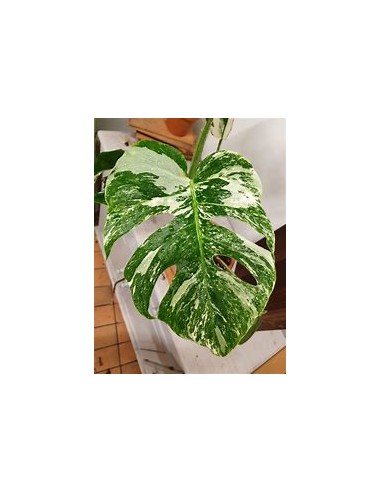 1 Planta de Monstera deliciosa variegata ''Albo...