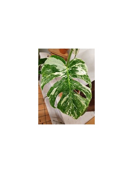 1 Monstera deliciosa variegata ''Albo marginata ''- Internet Nursery