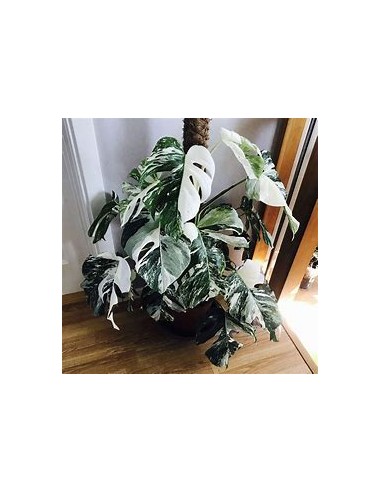 1 Monstera deliciosa variegata ''Albo marginata...