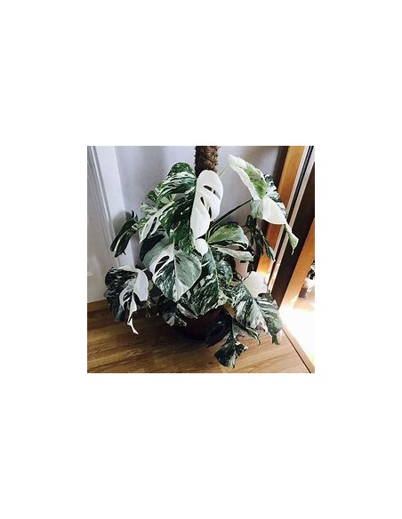 1 Monstera deliciosa variegata ''Albo marginata ''- Internet Nursery