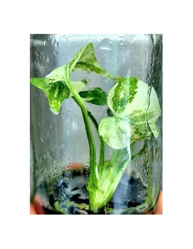 1 Monstera Thai constellation Tissue culture- Online Nursery