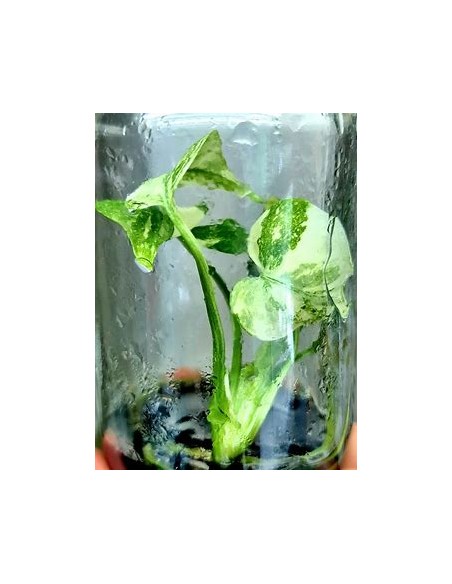 1 Planta de Monstera Thai constellation Tissue culture- Vivero por Internet