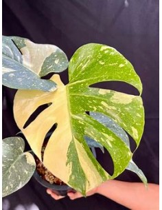 1 Monstera Thai... 2