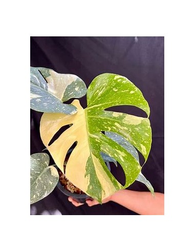 1 Planta de Monstera Thai constellation Tissue...
