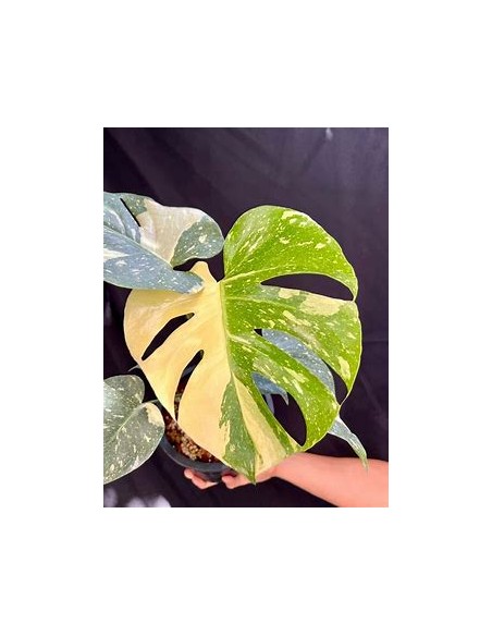 1 Monstera Thai constellation Tissue culture- Online Nursery