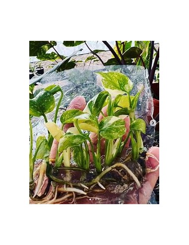 1 Planta de Monstera Thai constellation Tissue...