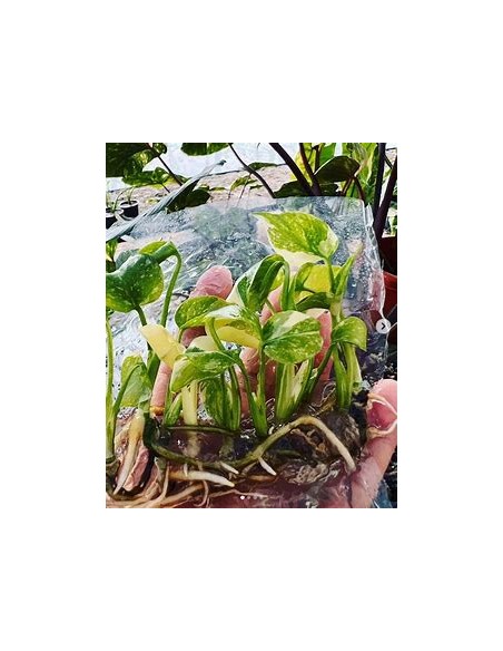 1 Monstera Thai constellation Tissue culture- Online Nursery