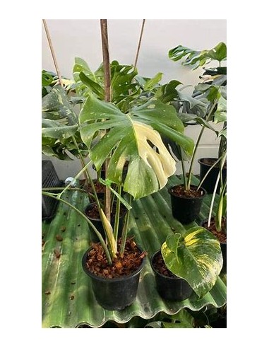 1 Planta de Monstera Thai constellation Tissue...