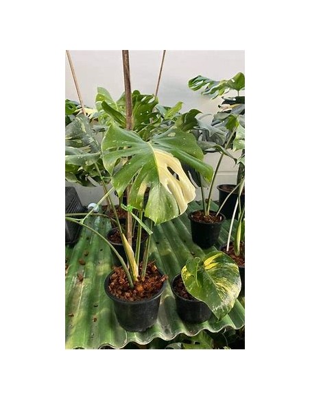 1 Monstera Thai constellation Tissue culture- Online Nursery