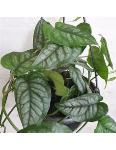 1 Monstera siltepecana...