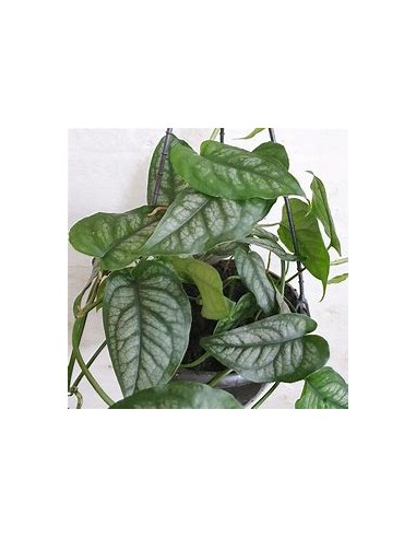 1 Monstera siltepecana Plant - Online Nursery