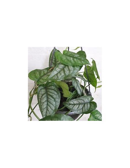 1 Planta de Monstera siltepecana- Vivero por Internet