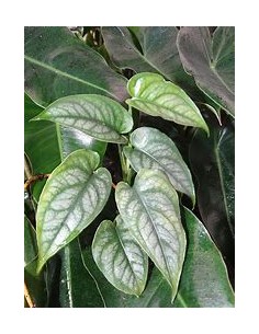 1 Monstera siltepecana... 2