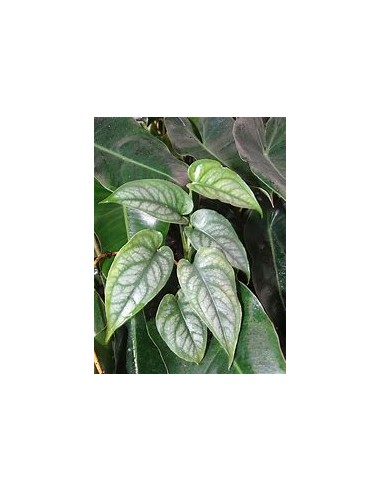 1 Planta de Monstera siltepecana- Vivero por...