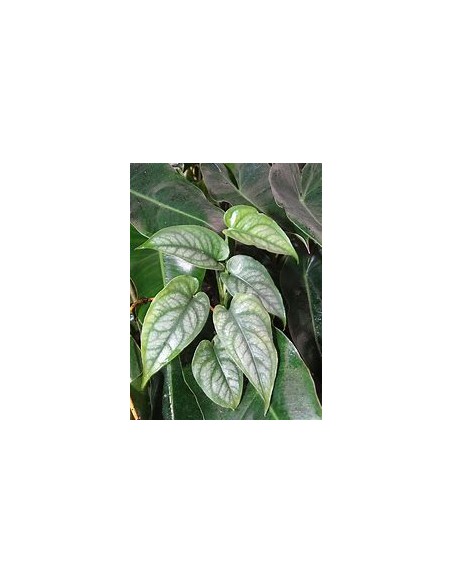 1 Planta de Monstera siltepecana- Vivero por Internet