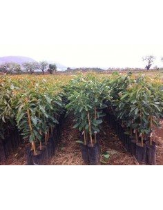 1 Arbol de Aguacate Hass Michoacano (Persea americana) Los mejores aguacates Hass del pais. venta en linea 2