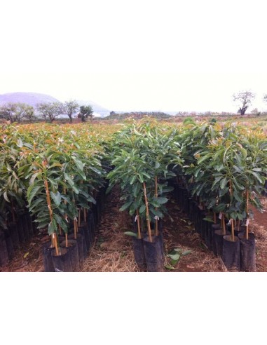 1 Hass avocado (Persea americana) Live grafted  tree