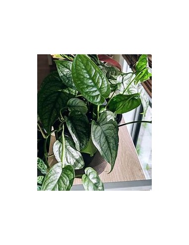 1 Monstera siltepecana Plant - Online Nursery