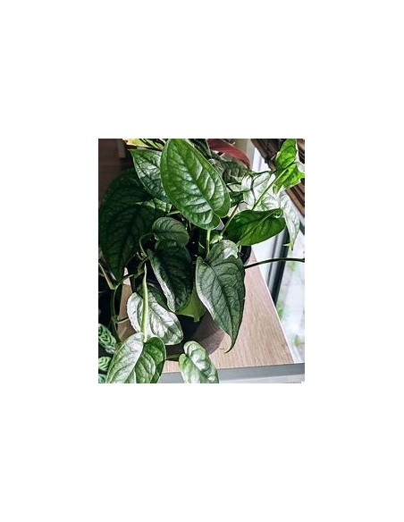 1 Planta de Monstera siltepecana- Vivero por Internet