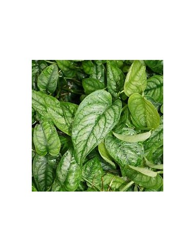 1 Monstera siltepecana Plant - Online Nursery