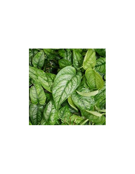 1 Planta de Monstera siltepecana- Vivero por Internet