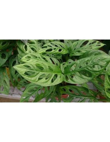 1 Mostera obliqua plant - Online Nursery