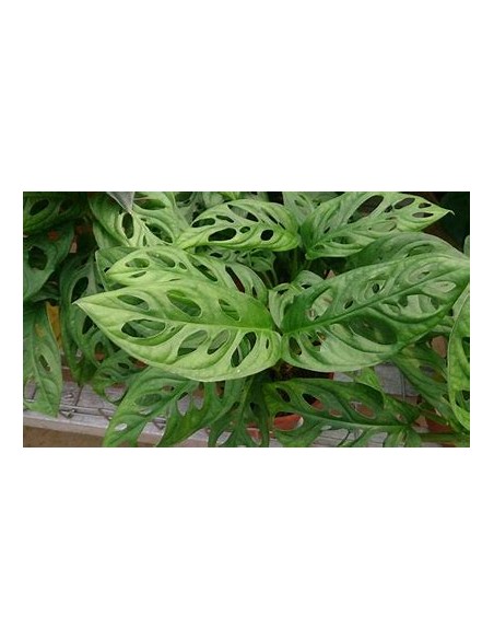 1 Planta de Mostera obliqua- Vivero por Internet